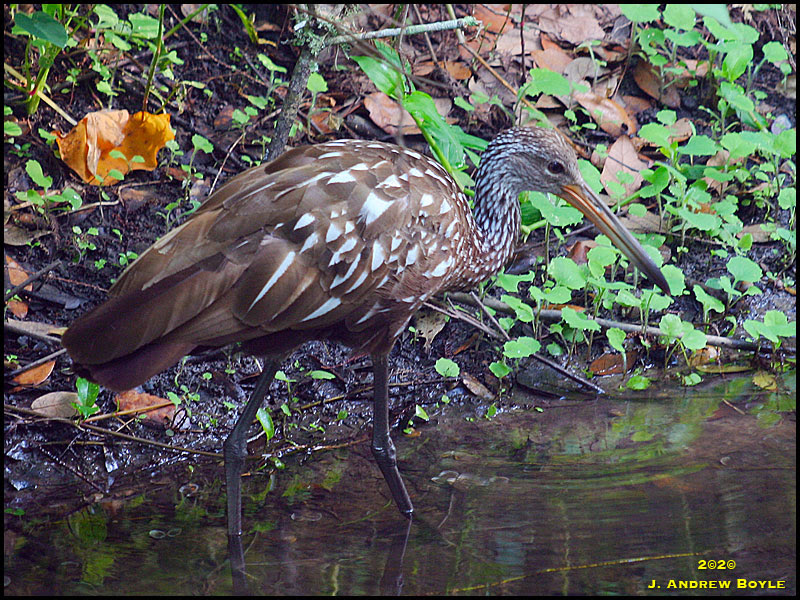 Limpkin