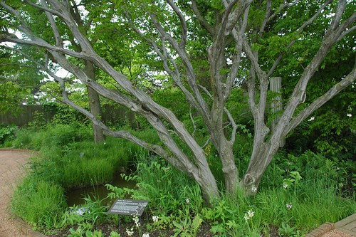 Carpinus caroliniana, Ironwood