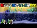 アフリカンシクリッド レイアウト 984842