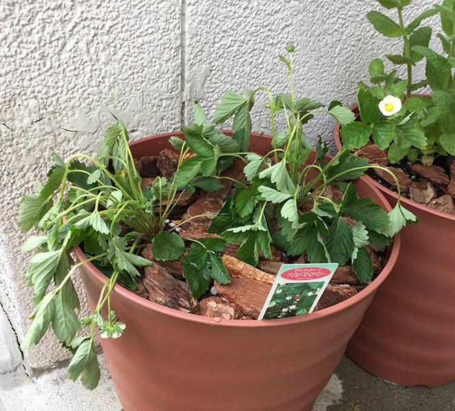 ワイルドストロベリー Sierrarei Blog