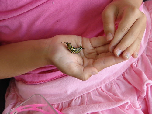 Daisy the Caterpillar