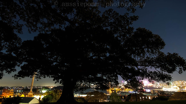 Observatory Hill Tree