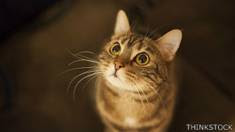 Gato
