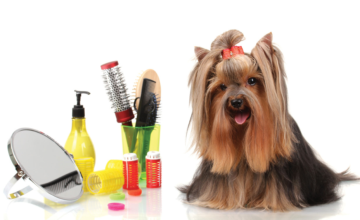 Dog Grooming Basics Tips and Techniques | Pets World