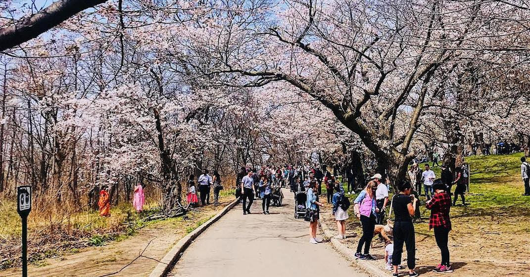 Image result for high park cherry blossoms