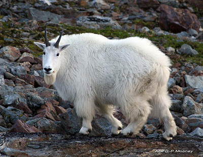 Risultati immagini per mountain goat