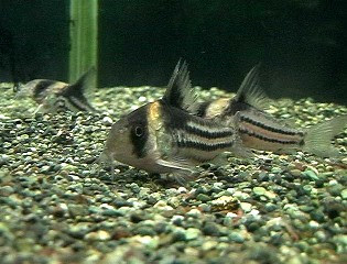 水生生物の飼育環境を考える コリドラス