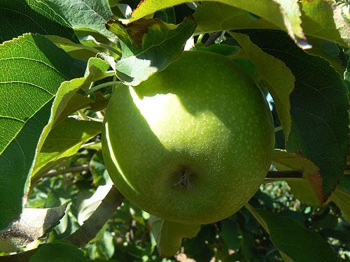 pommes granny.jpg