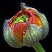 Bud 