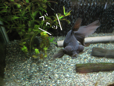 ゆるりら日記 金魚 アーカイブ