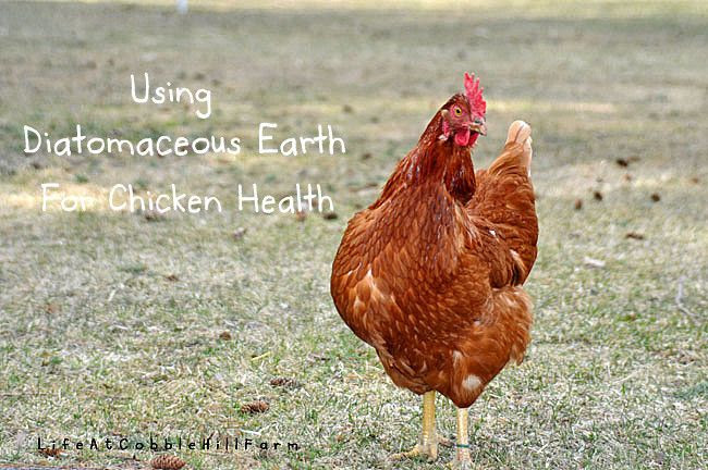 Using Diatomaceous Earth For Chicken Health - Nice DIY article worth 