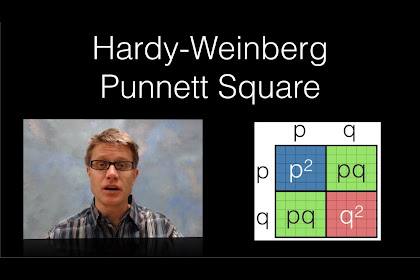 20+ Hardy Weinburg Calculator