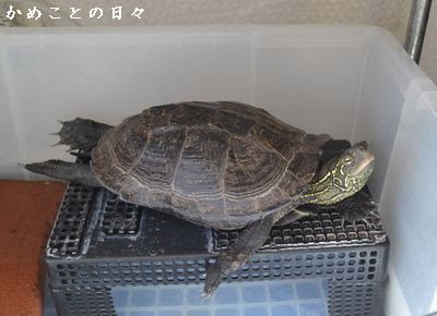 かめことの日々 みんな陽射し大好き