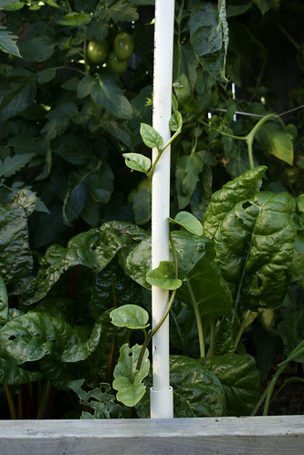 Malabar Spinach FAIL