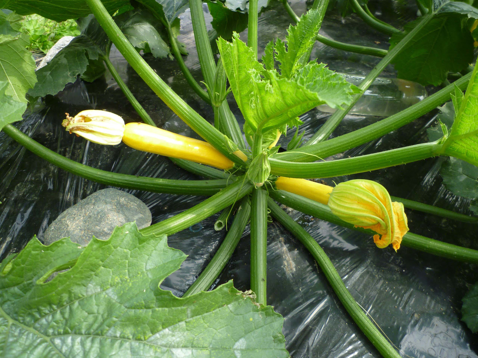 受粉できていないズッキーニは大きくなりません 気ままな耕作日記 野菜大好き