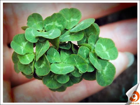 56-Leaf Clover