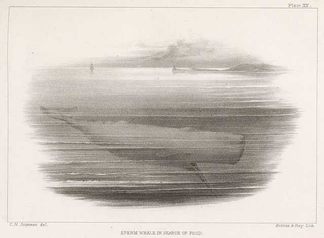 Sperm whale in search of food