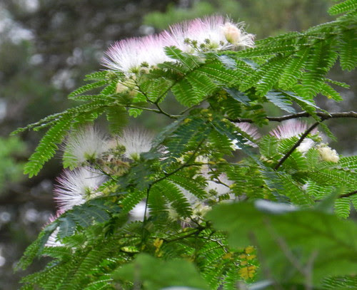 naturenotesDSCN8360