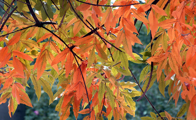 Otoño 1