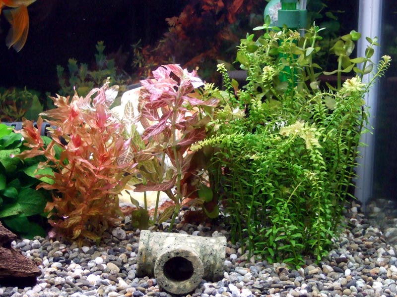 赤系水草は 我が家の金魚たち