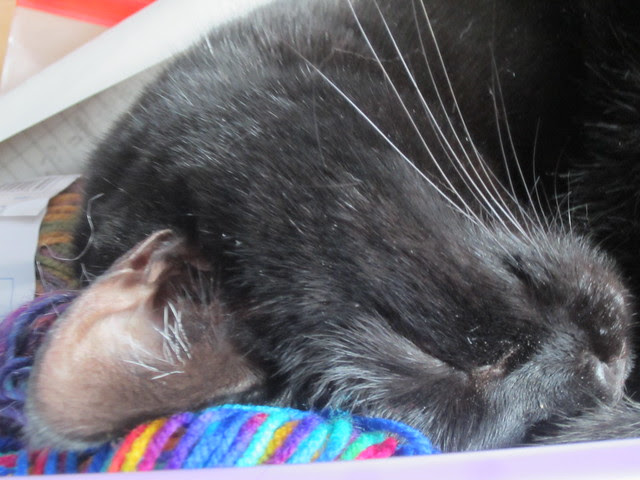 Flo asleep in yarn box 003