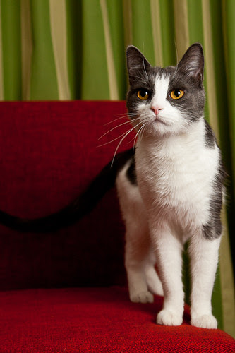 XingXing contemplating escape options after his favorite (illegal) scratching chair became a photo studio