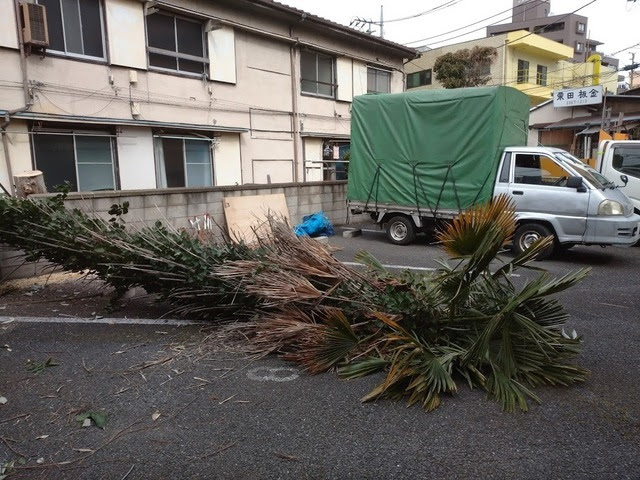シュロの木 ヤシの木 伐採はお任せください 東京 中野区 東京の植木屋 伐採 剪定なら中野区の植木屋生活総合サービス