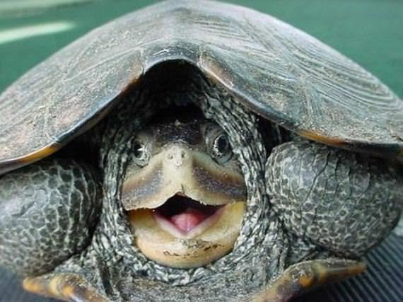 Koleksi Gambar Haiwan Comel Terkejut cisdel com Koleksi Gambar Haiwan Comel Terkejut cisdel com