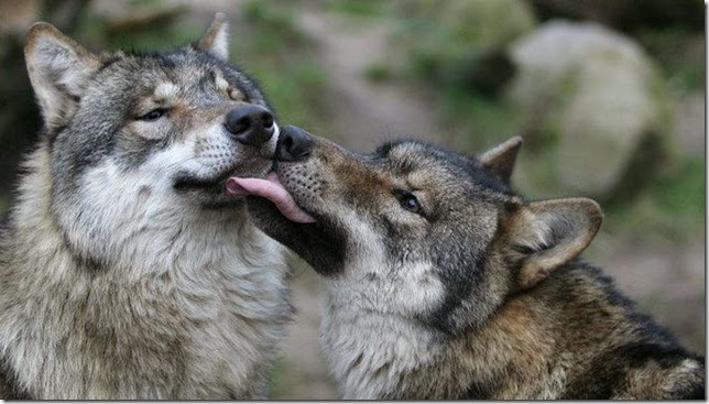 Animal Love