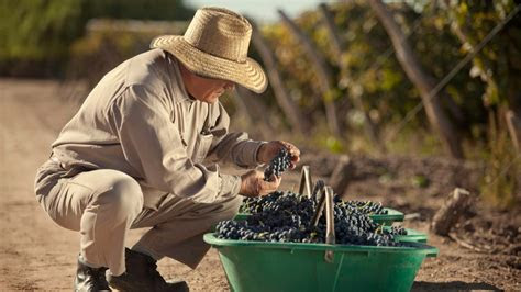 Suitable for vegans.tasting note a deep coloured, full bodied red wine with soft and silky tannins. Bodegas del Este | Mendoza Travel