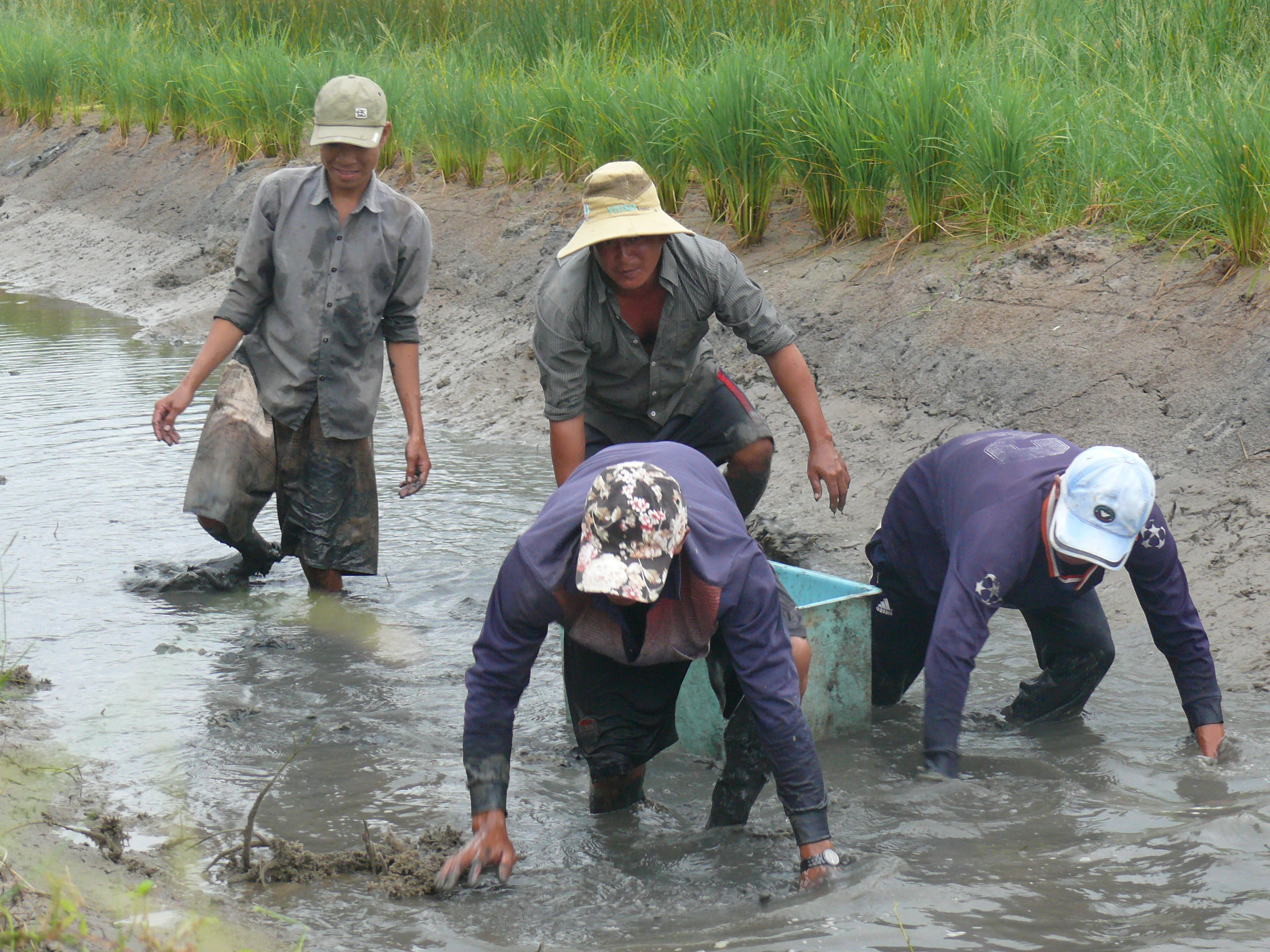 Xã hội - Nông dân U Minh trúng đậm tôm càng xanh xen canh trong ruộng lúa