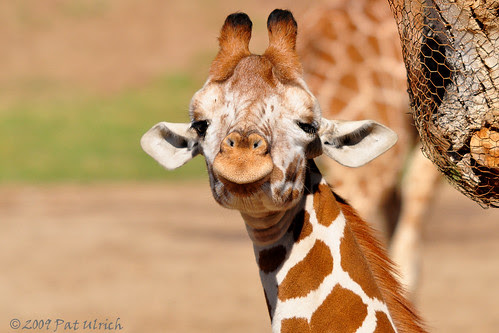 Sleepy giraffe