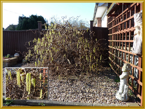Corkscrew Hazel