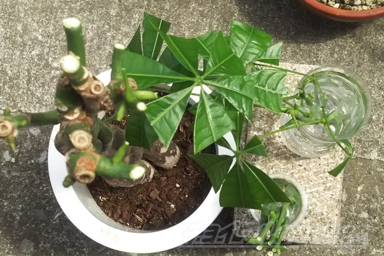 パキラの増やし方 編み込みパキラを剪定した枝は挿し木へ 簡単だけど ある条件が Oyageeの植物観察日記