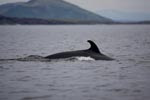  Minke Whale