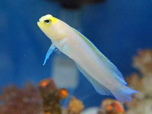 ペア作りの楽しさと難しさ 湘南水族館 犬バカの魚好き 楽天ブログ