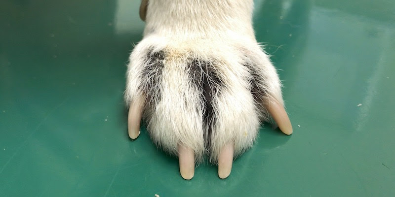 よこた動物診療室 柴犬の皮膚科