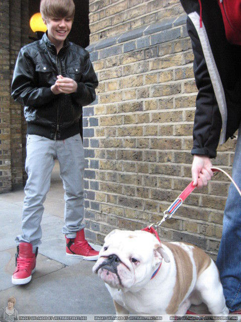 bieber dog. dog ;p