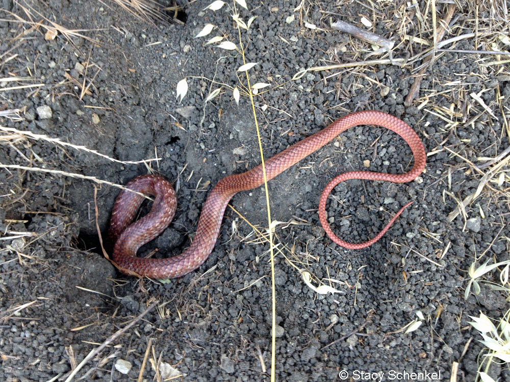 Red Racer Coluber Flagellum Piceus