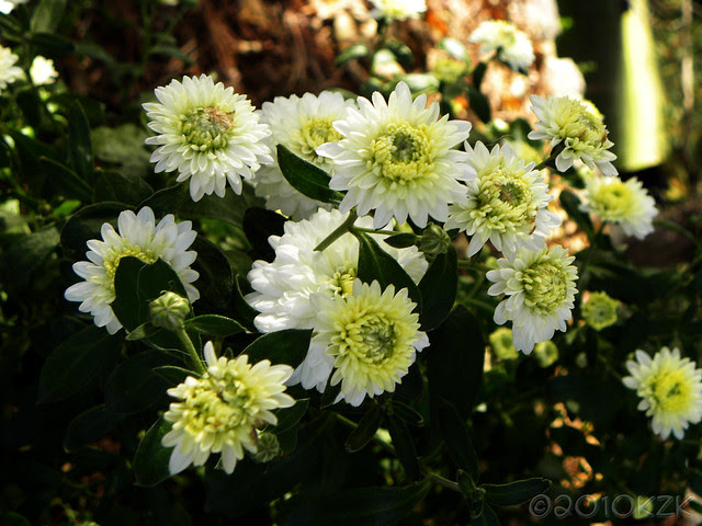 DSCN6863 Mums