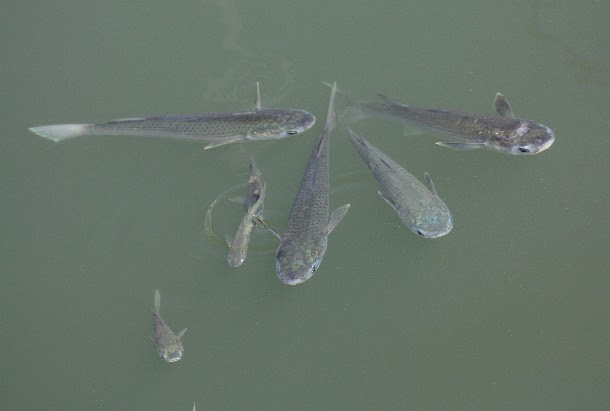 ウオビル科のヒル ぶんぶく探検隊