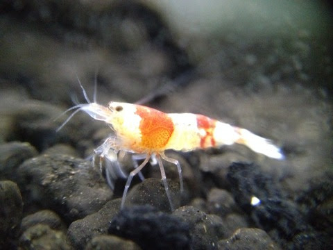 懲りずにレッドビーシュリンプの飼育４ 水槽にやったことを忘れないように書いておくブログ