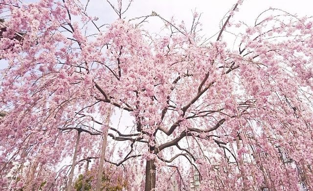 桜の花言葉 私を忘れないで が怖い 品種別の意味も一発チェック 花言葉マップ