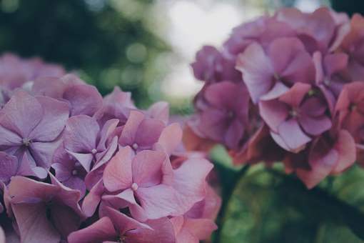 紫陽花の切り花や花束の値段はいくら 植物navi