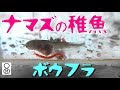 √100以上 ナマズ 赤ちゃん 飼い方 108187-ナマズ 赤ちゃん 飼い方