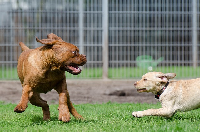 犬が耳を後ろに倒すしぐさの意味や気持ちについて調べてみた Satozumu サトズム
