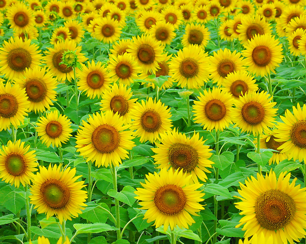 ひまわり畑 ひまわりの花 壁紙写真 四季の彩り壁紙写真集