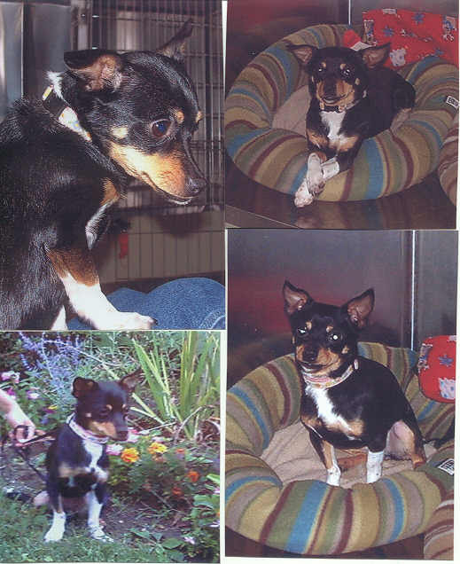 long haired dachshund mix. long haired dachshund mix.