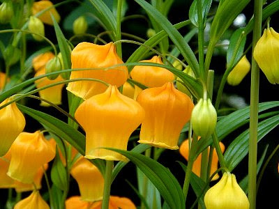 １１月２８日の誕生花 サンダーソニアの花言葉 カムとキクタンの大満足時代