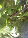 Figs on Vine